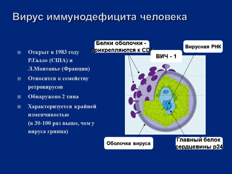 Вирус иммунодефицита человека Открыт в 1983 году Р.Галло (США) и Л.Монтанье (Франция) Относится к